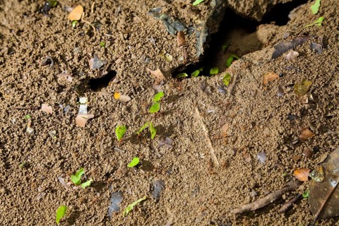 Leafcutter ants carry leaves (Atta cephalotes), ant, ants, Costa Rica, Central America