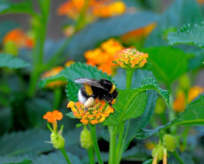 Bumblebee on sunflower