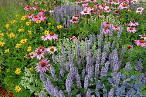 Perennial flowers in the garden, purple cone flower (Echinacea purpurea)