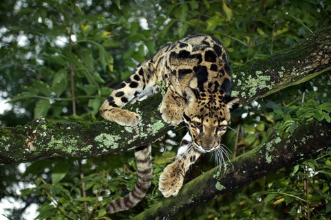 Clouded leopard (neofelis nebulosa), adult in tree