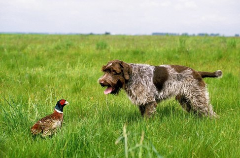 Korthal hound or wirehaired Griffon hound hunting pheasant