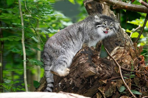 Manul or Pallas's Cat (otocolobus manul), Adult standing on Branch