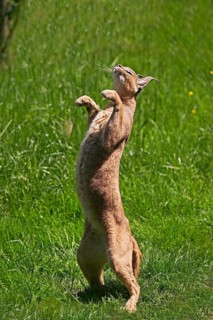 caracal (CARACAL caracal) ADULT HUNTING, STANDING ON HIND LEGS