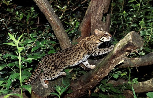 TIGER CAT OR ONCILLA (leopardus tigrinus), ADULT STANDING ON BRANCH