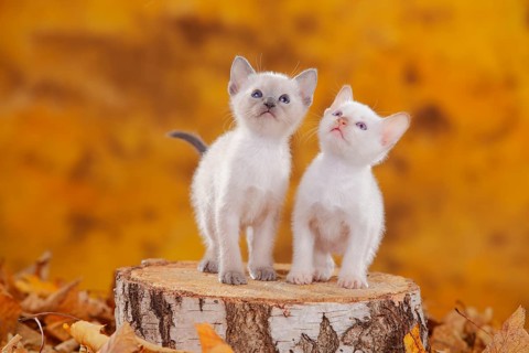 Siamese cats (old type), kittens, blue-point and cinnamon-point, Thai cat, Siamesin