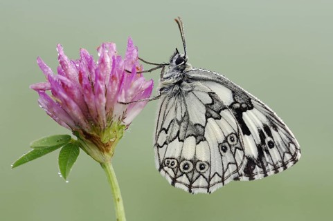 Marbled white (Melanargia galathea), Bavaria, Germany, Europe