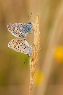 Silver-studded blue (Plebejus argus) Mating, North Rhine-Westphalia, Germany, Europe