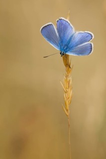 Common blue butterfly (Polyommatus icarus) Germany