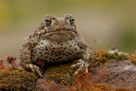 Natterjack toad (Epidalea calamita), Germany, Europe