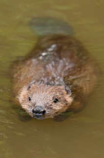 European beaver (Castor fiber), Rosenheim, Bavaria, Germany, Europe