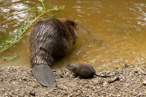 European beaver (Castor fiber) and chub (Squalius cephalus), Rosenheim, Bavaria, Germany, Europe