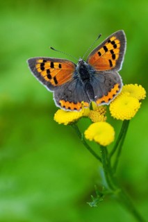(Lycaena phlaeas) (Tanacetum vulgare) (Chrysanthemum vulgare)