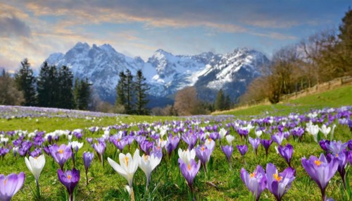 KI generated, The first blooming crocuses on a mountain meadow, spring is approaching, (Crocus