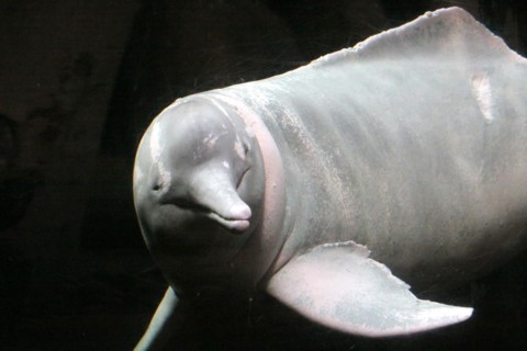 Amazon dolphin