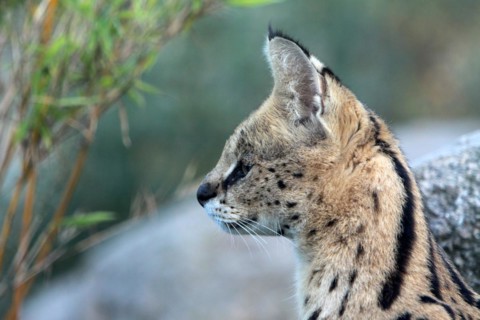 Serval