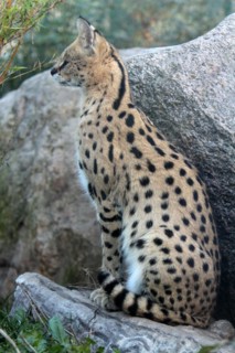 Serval