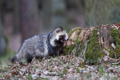 Marderhund, Nyctereutes procyonoides, common raccoon dog