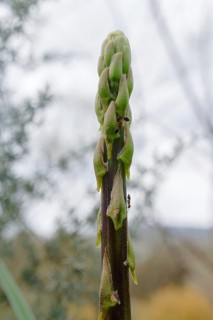 Close-up of a wild asparagus, Asparagus acutifolius, with ants crawling up its stem and background