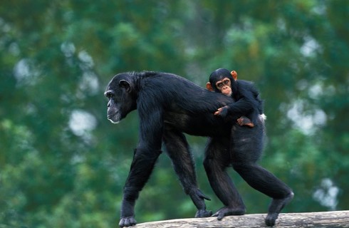 CHIMPANZEE (pan troglodytes), FEMALE CARRYING YOUNG ON ITS BACK