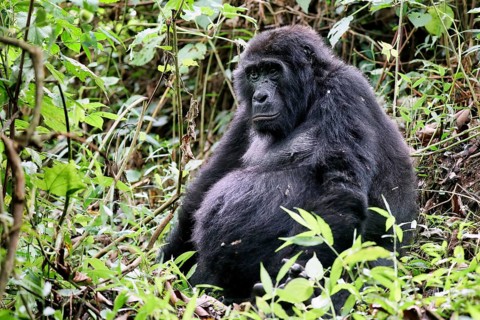 Old Mountain Gorilla (Gorilla beringei beringei) at Bwindi Impenetrable National Park Uganda