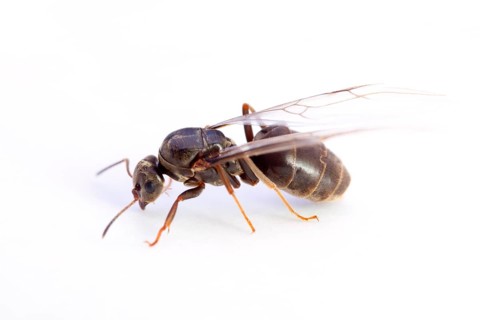 Horse ant, female (Camponotus ligniperda), ant, ants, lateral