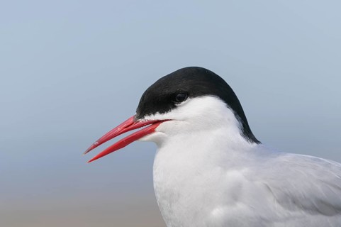 Arctic tern (Sterna paradisaea), NIedersachsen, Germany, Europe