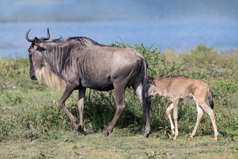 Wildebeest (Connochaetes), cow with calf, Ndutu Conservation Area, Tanzania, Africa