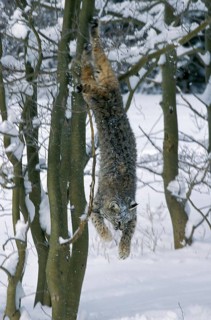 BOBCAT (lynx rufus), ADULT LEAPING FROM TREE, CANADA