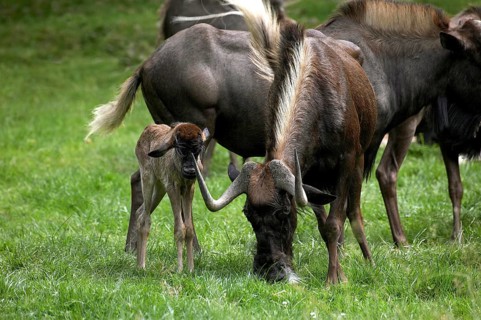 Black Wildebeest (connochaetes gnou), Female with Calf standing on Grass