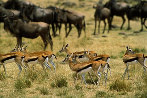 Thomson's Gazelle (gazella) thomsoni and Blue Wildebeest, connochaetes taurinus, Herd, Masai Mara