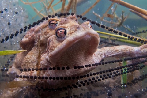 Common toad (Bufo bufo) mating, under water, spawn, Rhineland-Palatinate, Germany, Europe