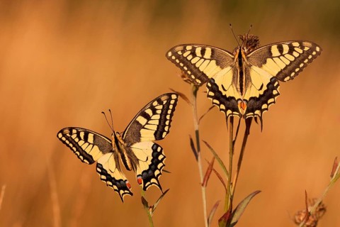 Swallowtail (Papilio machaon) North Rhine-Westphalia, Germany, Europe