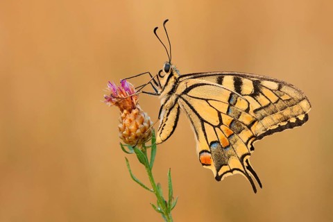 Swallowtail (Papilio machaon) North Rhine-Westphalia, Germany, Europe