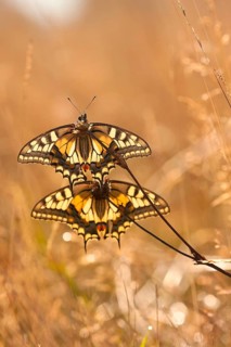 Swallowtail (Papilio machaon) North Rhine-Westphalia, Germany, Europe