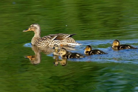 Mallard with young ducklings