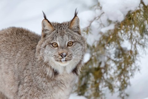 A bobcat hunts for prey in a snowy forest habitat