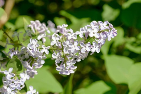Light purple pink Madame Lemoine Flowers, French Lilac (Syringa Vulgaris), under the warm spring