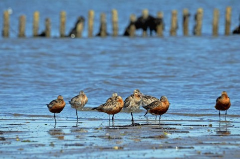 Bar-tailed Godwits in the Wadden Sea on Sylt