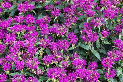 Flowers on display in Alnwick Castle gardens