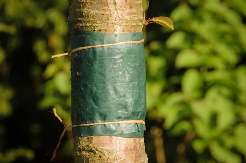 Sticky glue band tied around the trunk of a tree to prevent crawling insects, particularly ants