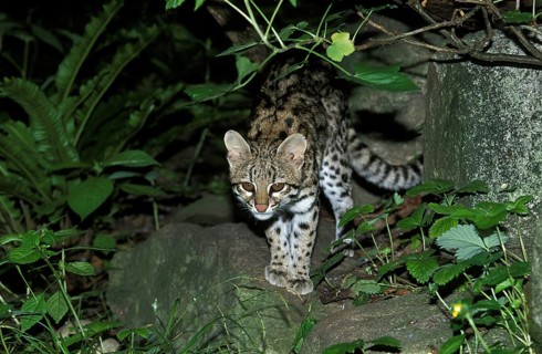 Tiger Cat or Oncilla (leopardus tigrinus), Adult