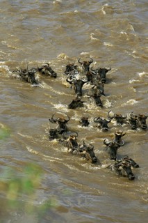 Blue Wildebeest (connochaetes taurinus), Herd crossing Mara River during Migration, Masai Mara Park