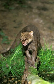 Jaguarundi, herpailurus yaguarondi, adult