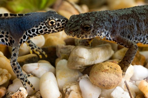Alpine newts (Triturus alpestris), pair