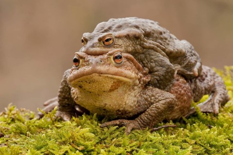 Common toad (Bufo bufo), Mating, Rhineland-Palatinate, Germany, Europe