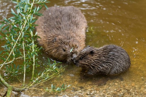 European beaver (Castor fiber) with young, Rosenheim, Bavaria, Germany, Europe