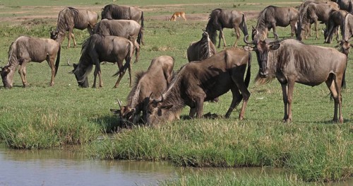 Blue Wildebeest (connochaetes taurinus), Herd during Migration, Masai Mara park in Kenya