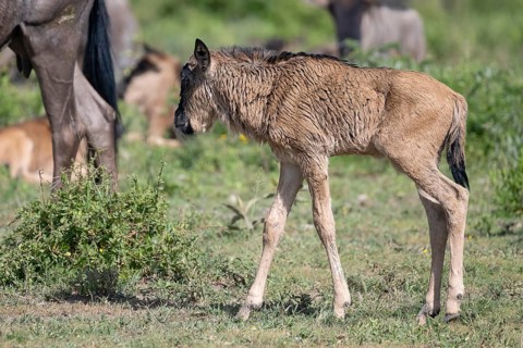 Wildebeest (Connochaetes), calf, newborn, juvenile, young animal, Ndutu Conservation Area,
