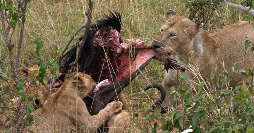 African Lion (panthera leo), Females with a Kill, a Wildebest, Masai Mara Park in Kenya