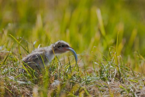 Arctic Tern (Sterna paradisaea), chick with sandeel, Iceland, side, Europe